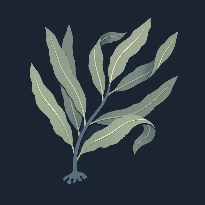 Cut-paper portrait of Seaweeds