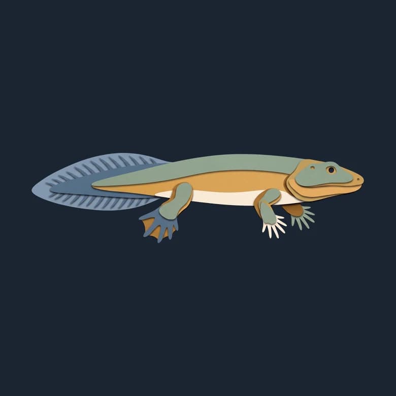 Cut-paper Acanthostega in side view, a long-tailed animal with four short legs and spread fingers