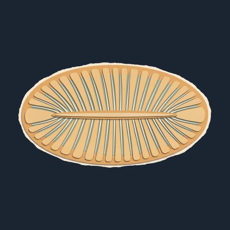 Cut-paper Dickinsonia, a flat ribbed oval seen from above