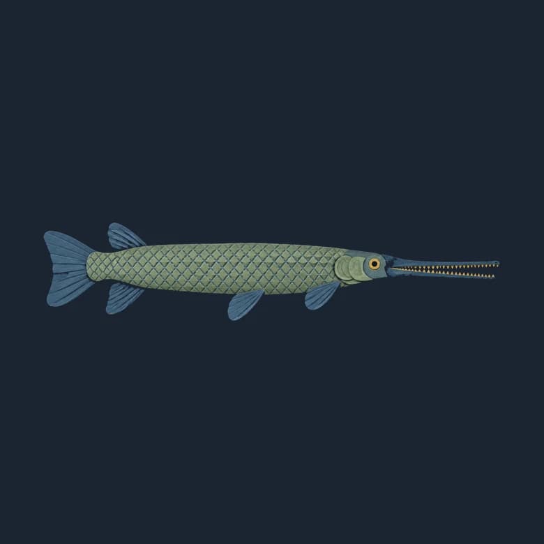 Cut-paper gar in side view, a long narrow fish with a long toothy snout