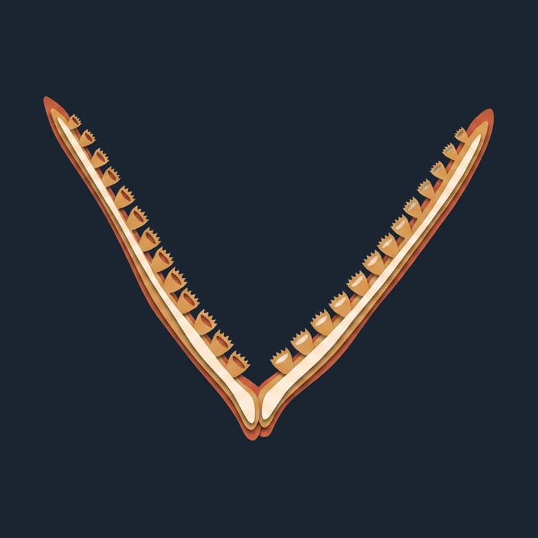 Cut-paper graptolite colony, two thin saw-edged branches joined in a V