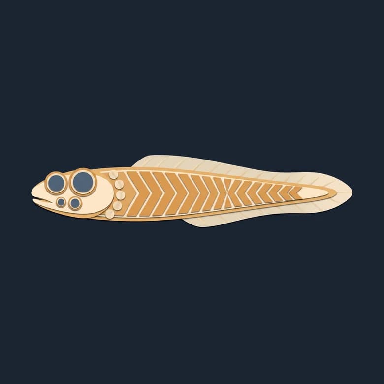 Cut-paper Haikouichthys, a small streamlined fish-shaped animal