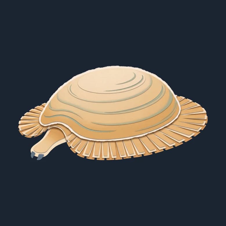 Cut-paper Kimberella, a soft dome with a frilled skirt