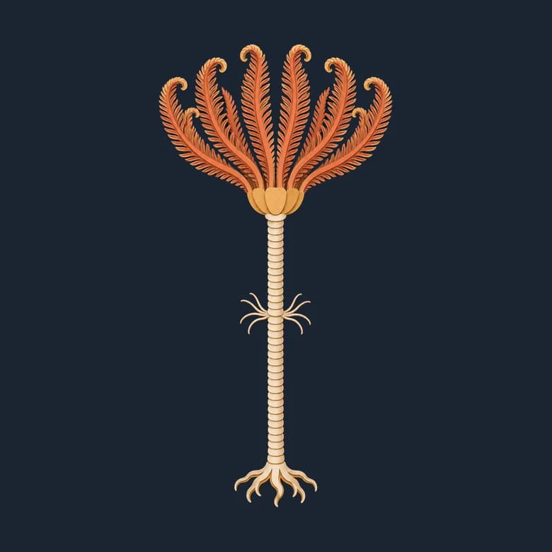 Cut-paper sea lily, a long stalk rising from a clawed base to a crown of feathery arms