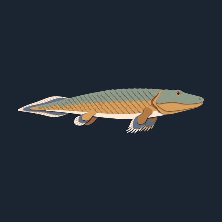 Cut-paper Tiktaalik in side view, a long scaly fish with a flat head and thick front fins