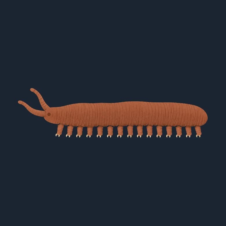 Cut-paper velvet worm, a soft body on many pairs of stubby legs