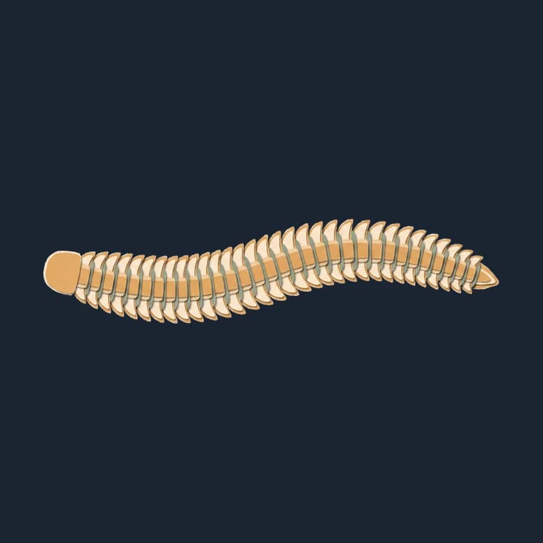 Cut-paper Yilingia, a long narrow body made of many segments